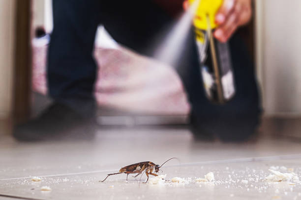 Best Exterminator Services  in Ciborne, LA