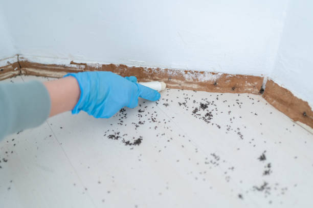 Best Mosquito Control Services  in Ciborne, LA