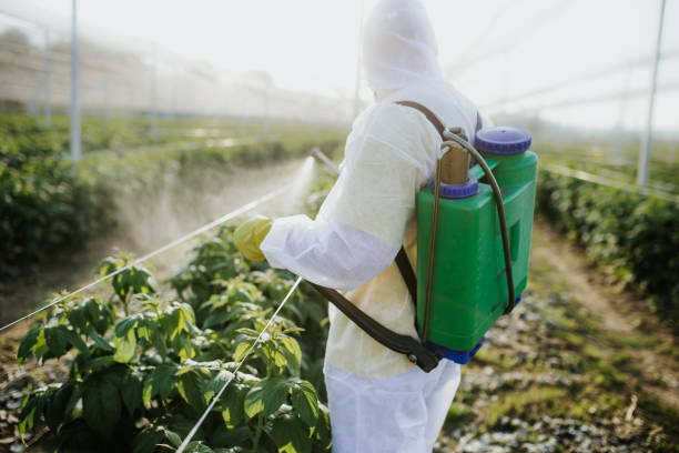 Best Pest Prevention Services  in Ciborne, LA